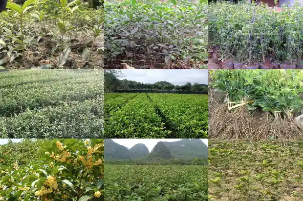 八月桂花香简谱遍地开简谱1682990266780