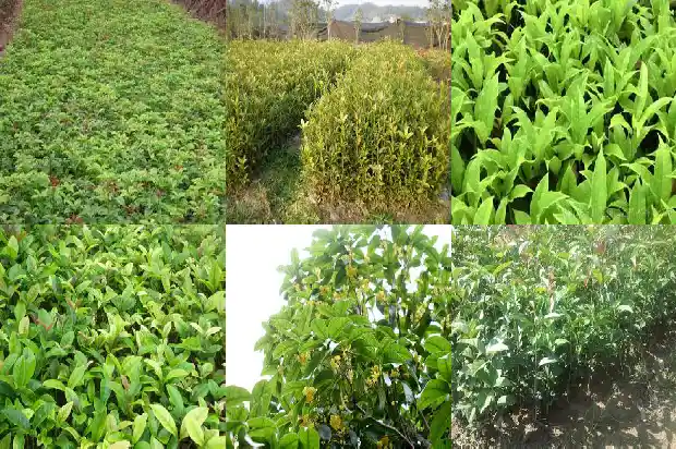 桂花树种在西边好吗1688792838319