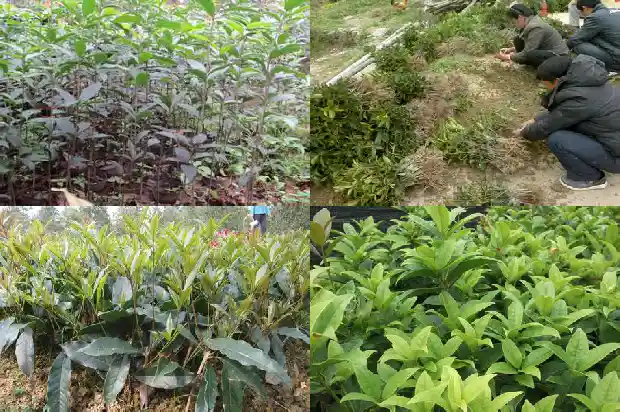 桂花什么时间嫁接成活率最高的1688792915618