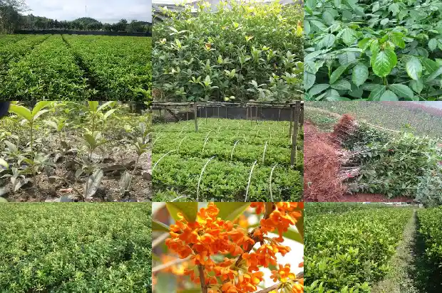 八月桂花香陶笛谱1682990284237