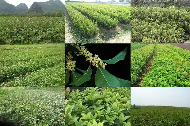 八月桂花香陶笛谱1682990284333