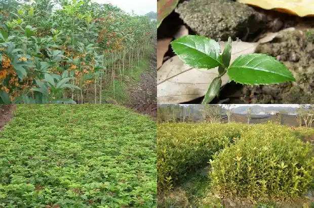 桂花几月份结果1682990294189