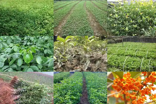 农历八月桂花开了几次1682990311860