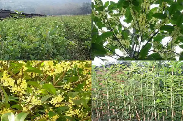 有关桂花的手抄报1688948717838