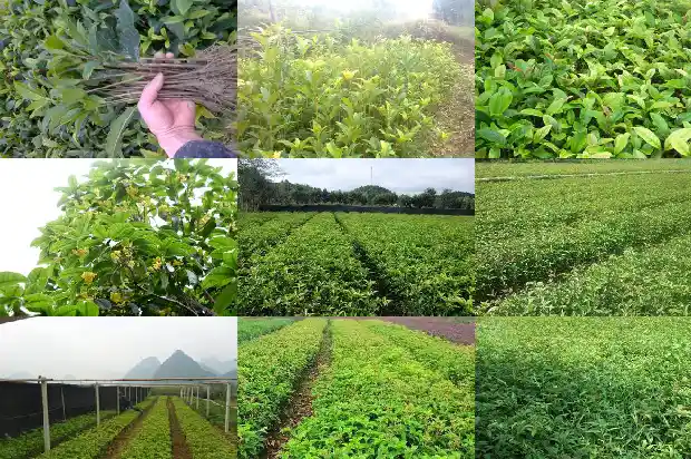八月桂花树苗价格多少一棵1689899498190