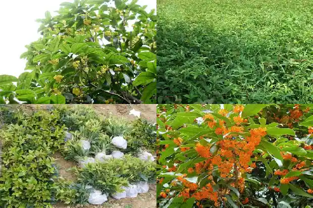 桂花幼苗批发厂家在哪里啊1688522595372