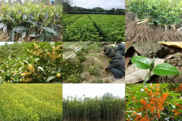 八月桂花和金桂的区别在哪里1688350260392