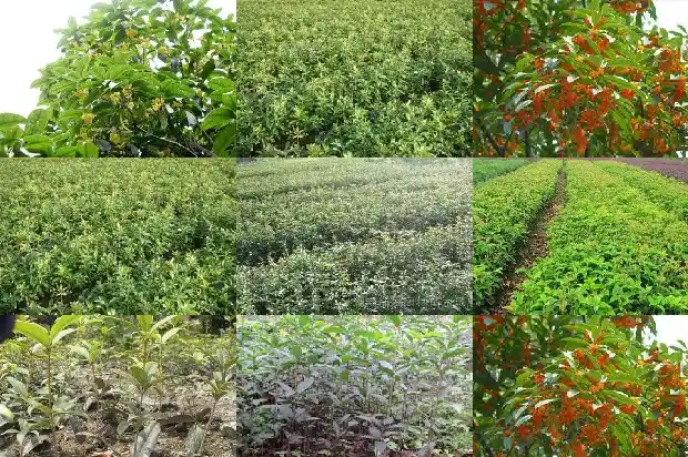 桂花树要修剪才能枝繁叶茂1682990333983