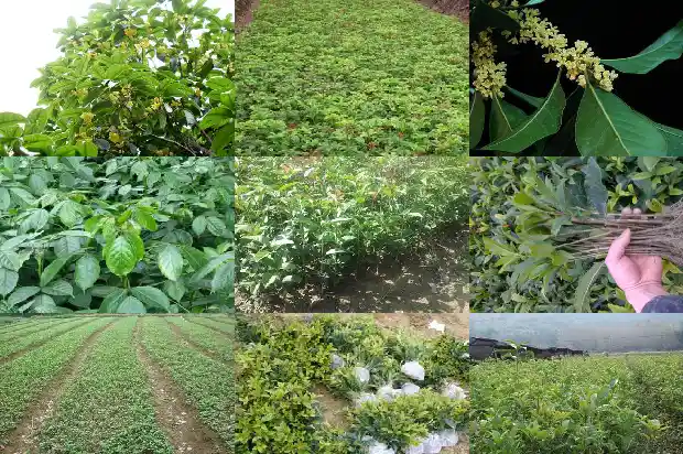 八月桂花香尘缘简谱1682990377108