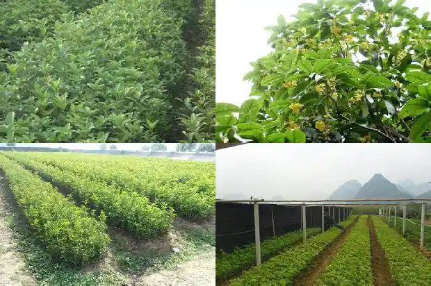 桂花茶的种类1689467590731
