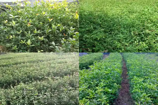 罗文八月桂花香片尾曲1682990387135