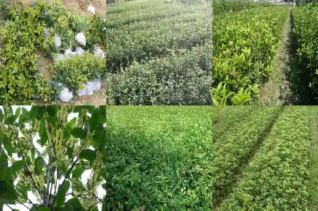 罗文八月桂花香片尾曲1682990387183