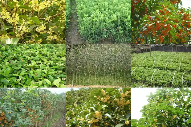 哪个地方有桂花树种植的1688690608275