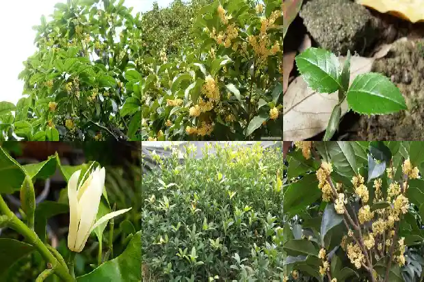 独杆桂花树价格多少钱一棵1689838220175