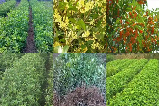 八月桂花开电视剧蒋绛1682990417275