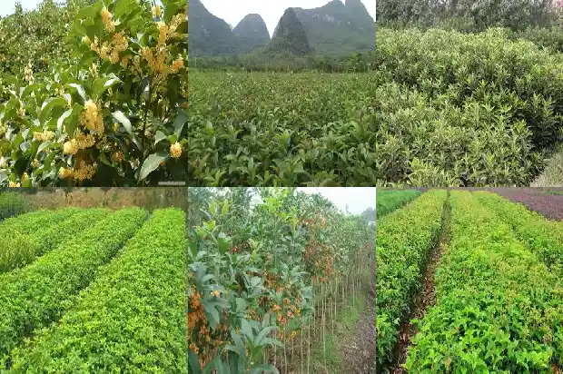 八月桂花香电视剧国语免费观看1682990440229