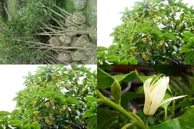 八月桂花香电视剧国语免费观看1682990440276