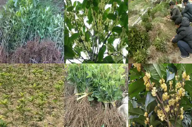 八月桂花香电视剧全集在线观看1682990450180