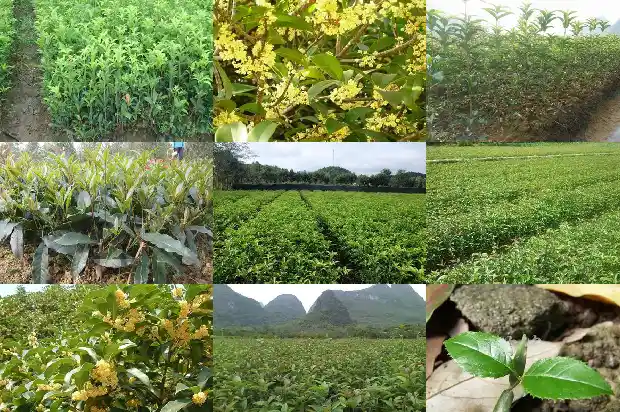 5公分的桂花树价格多少一棵呢1689986160627