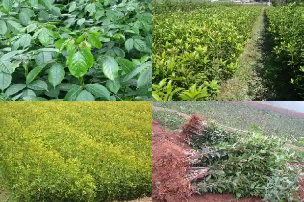 电视剧八月桂花开1682990460195