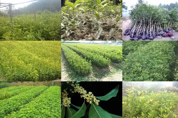 电视剧八月桂花开1682990460243
