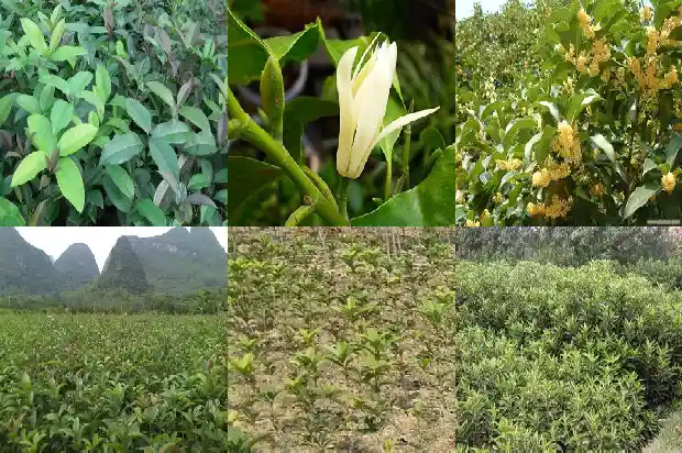 电视剧八月桂花开1682990460291