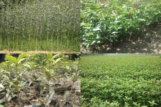 电视剧八月桂花香片尾曲原唱1682990470130