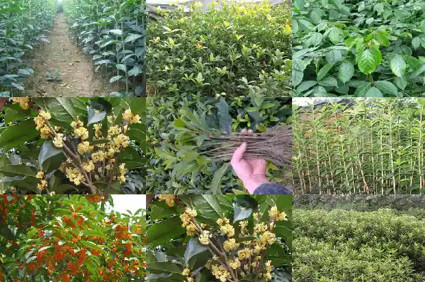 电视剧八月桂花香片尾曲原唱1682990470178