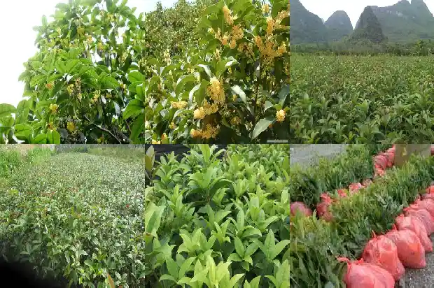 电视剧八月桂花香片尾曲原唱1682990470226
