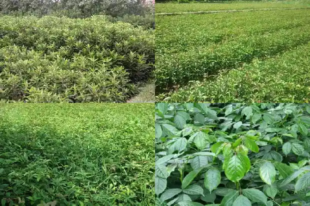 桂花茶可以和什么茶叶泡在一起1689035086572