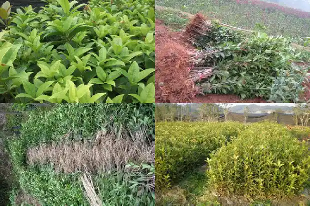 电视剧八月桂花遍地开在线观看1682990502421