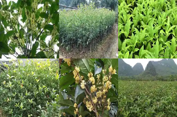 电视剧八月桂花遍地开在线观看1682990502467