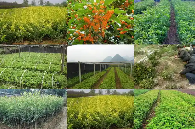 电视剧八月桂花开免费观看全集1682990512503
