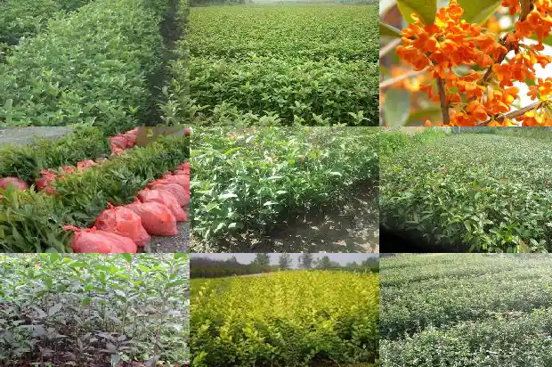 电视剧八月桂花开免费观看全集1682990512599