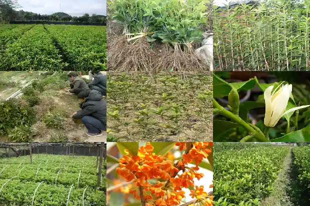 桂花茶是凉性还是热性的呢1689381840100