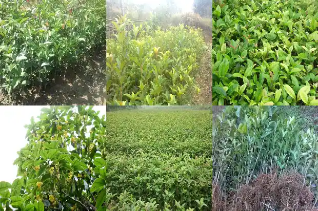 四十年的桂花树多少钱一棵呀1690072887489