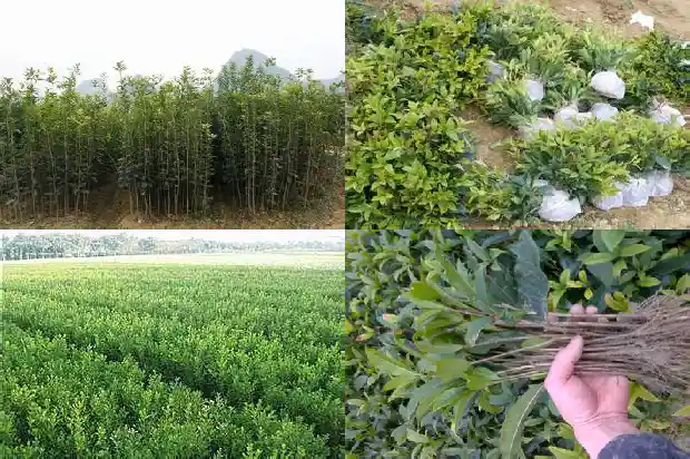 八月桂花遍地开剧情1682990548036