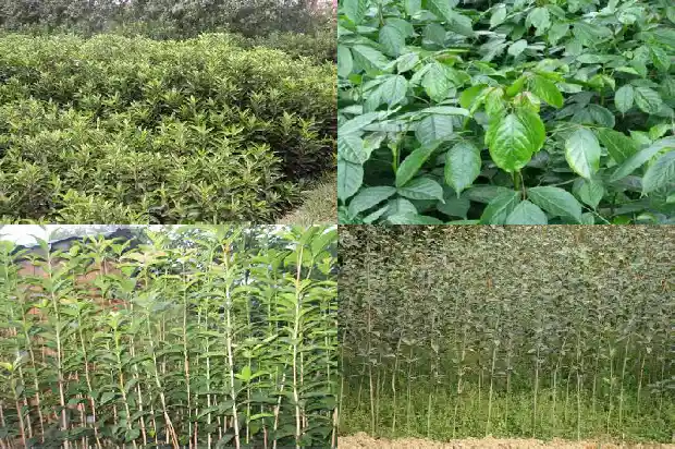 又到一年桂花香说说文案1688793057129