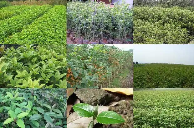 八月桂花香剧评1682990557686