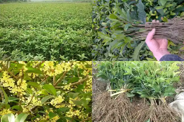 八月桂花很香改为夸张句1682990581401