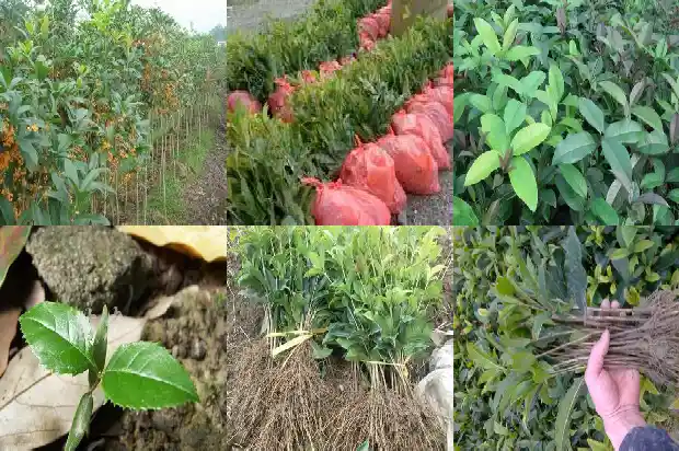 八月桂花很香改为夸张句1682990581449