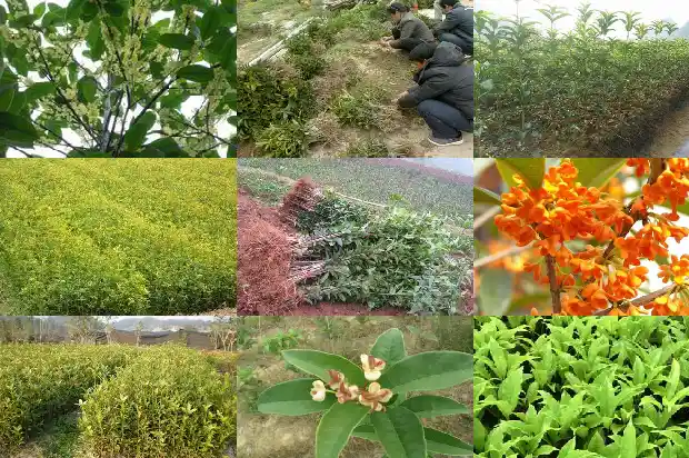 八月桂花很香改为夸张句1682990581497