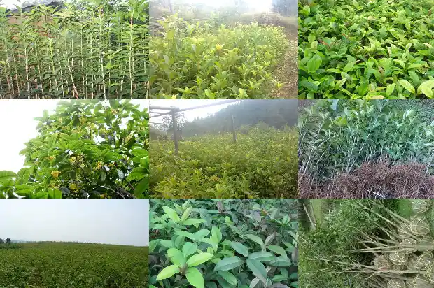 八月桂花很香改为夸张句1682990581545