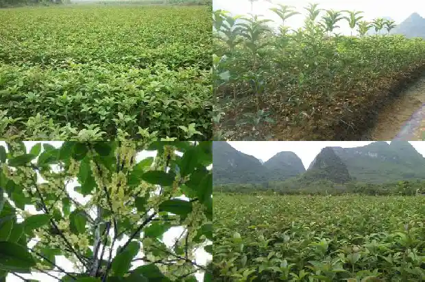八月桂花开得很香改夸张句1682990589392