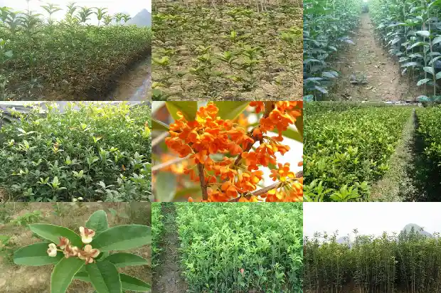干桂花泡酒的制作方法窍门1689034735532