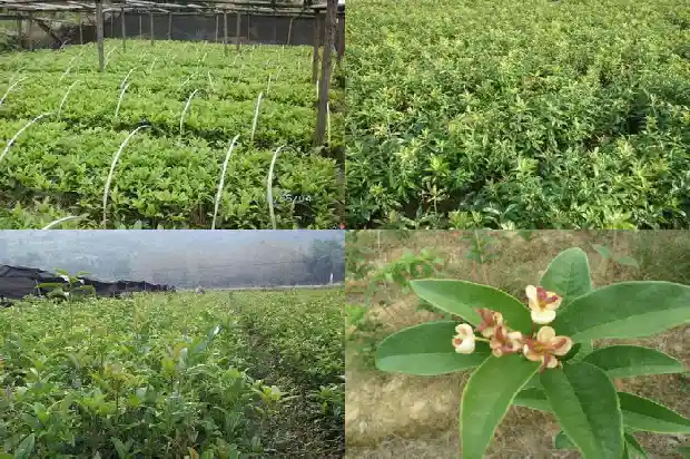 千朝槐梦苦八月桂花香1682990656158