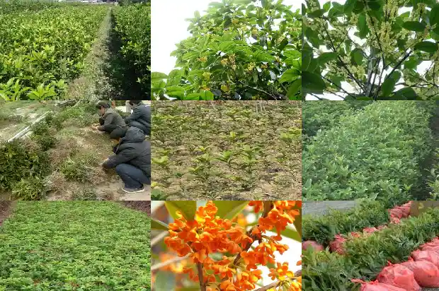 千朝槐梦苦八月桂花香1682990656300