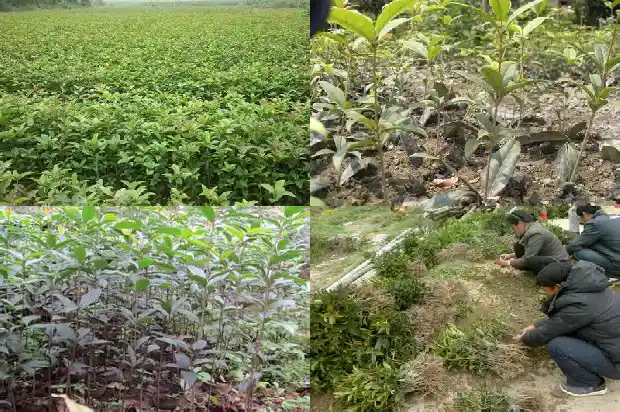 移栽桂花树价格多少钱一棵1689898597641