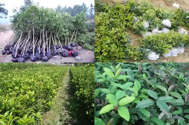 八月桂花遍地开内容简介1682990695800
