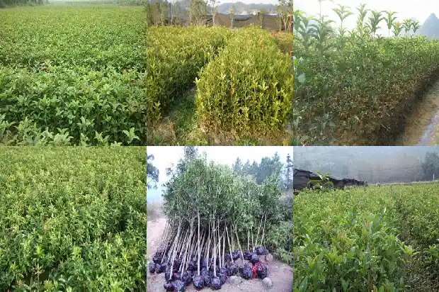 桂花树青苗费怎么算1689726488669